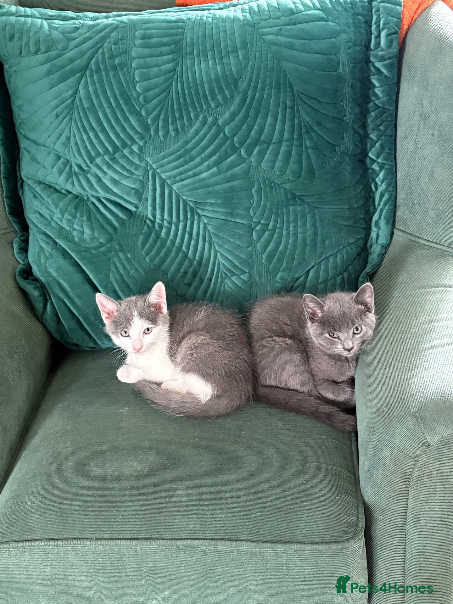 Mixed Breed cats for sale: Beautiful Russian Blue X BS looking for homes - Advert 5