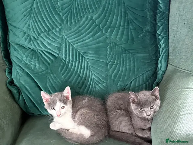 Mixed Breed cats for sale: Beautiful Russian Blue X BS looking for homes - Advert 5