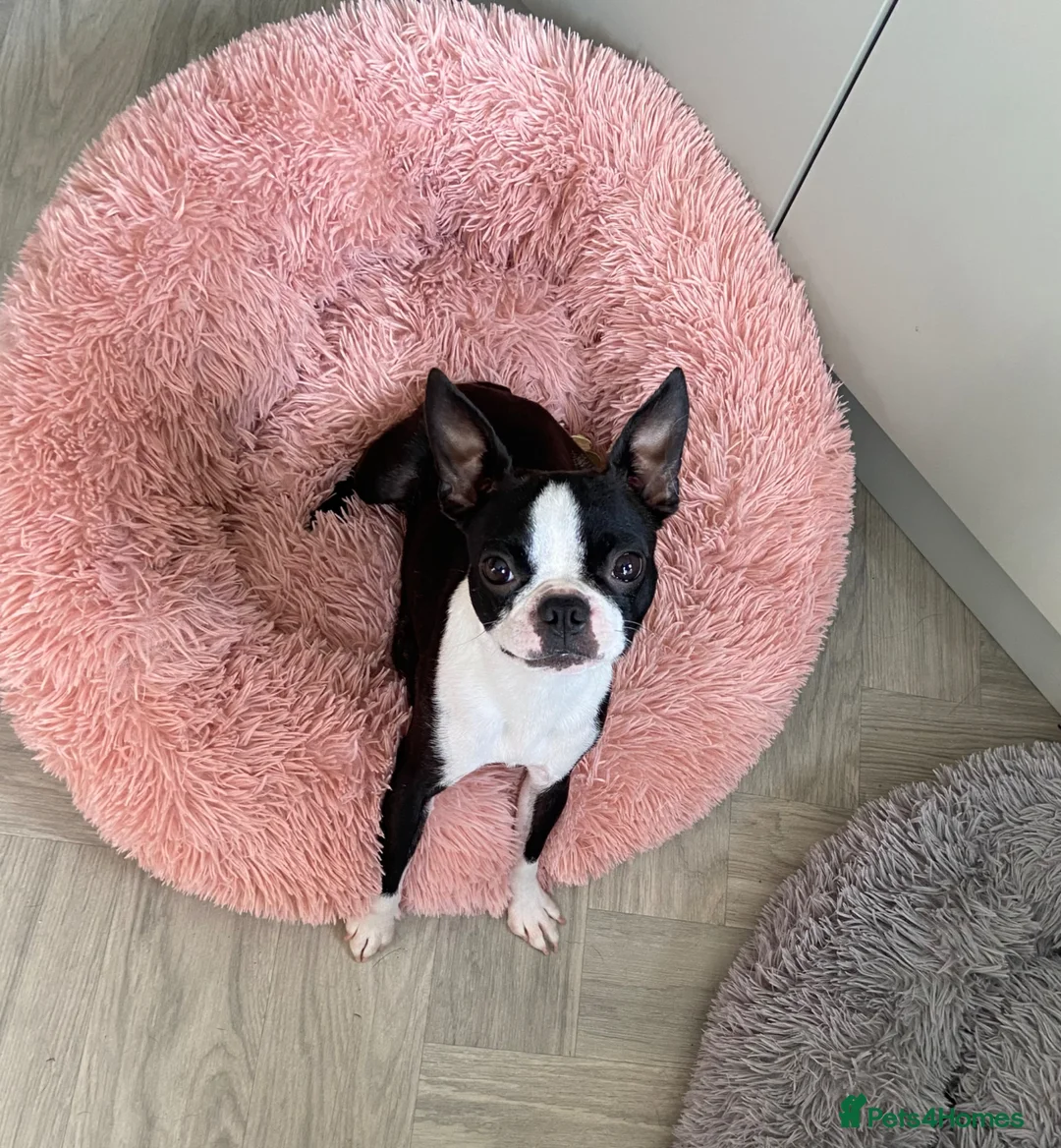 Boston Terrier dogs for sale: Boston terrier puppies  in Scunthorpe - Advert 1