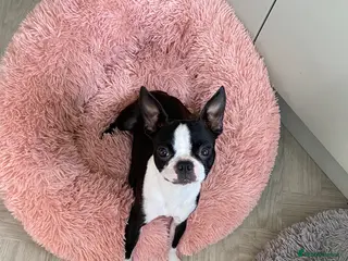 Boston Terrier dogs Boston terrier puppies - Advert 3