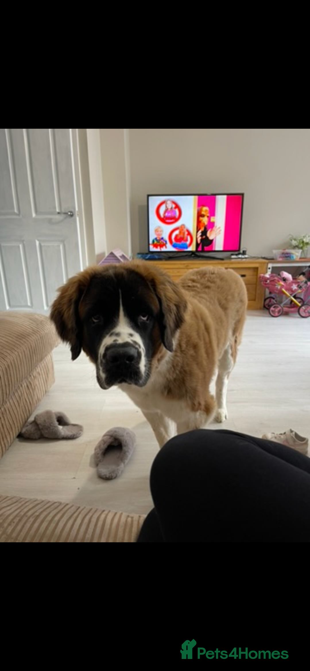 Saint Bernard dogs for sale: Saint Bernard female for rehoming - Advert 9