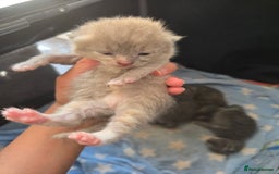Mixed Breed cats for sale: Red point Ragdoll X Blue British Shorthair - Image 17
