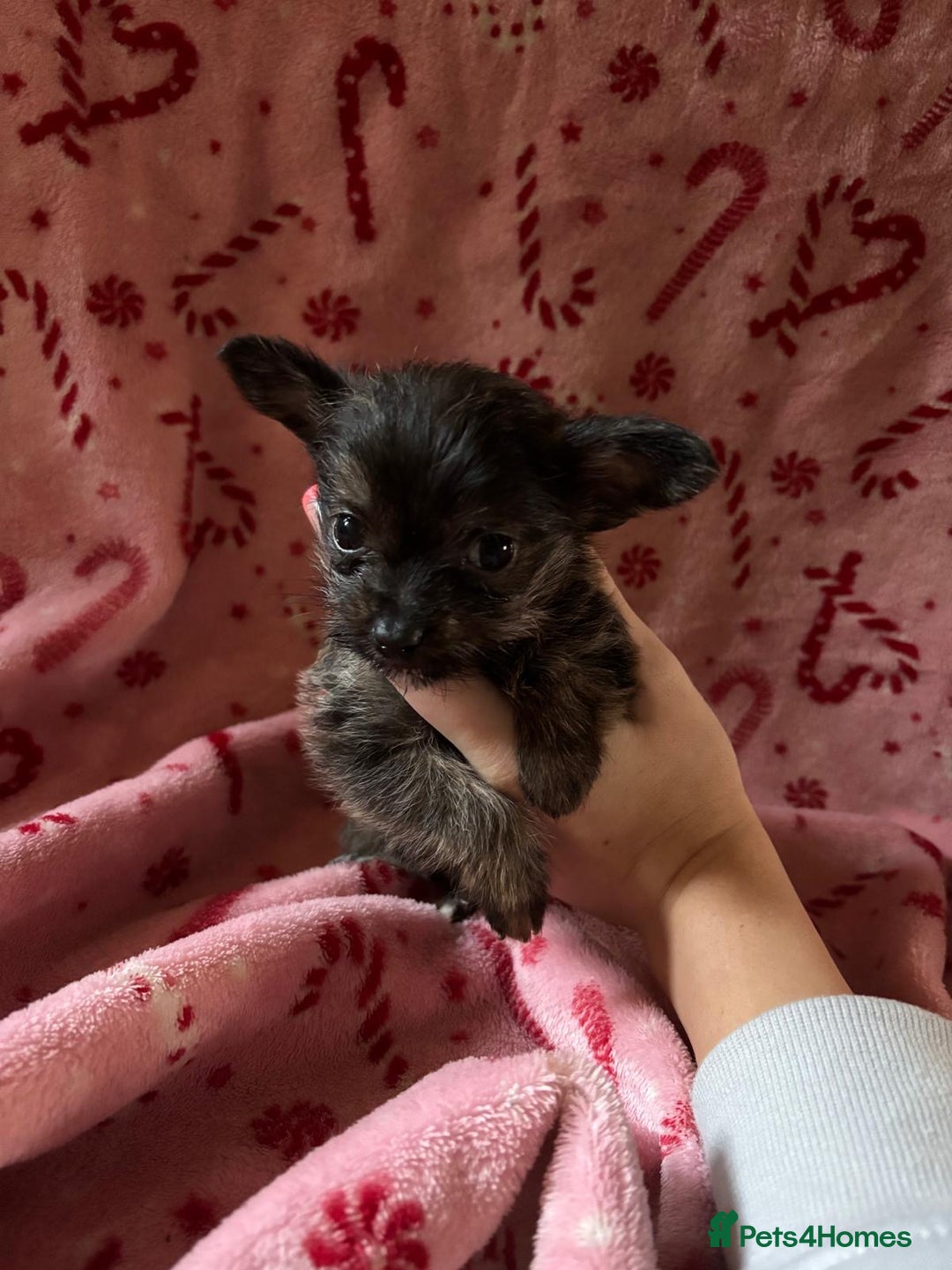 Chorkie dogs for sale: Chorkie puppies  - Image 4