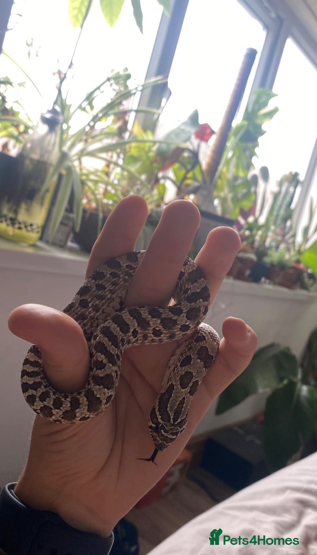 Snake reptiles Male western hognose and viv - Advert 1