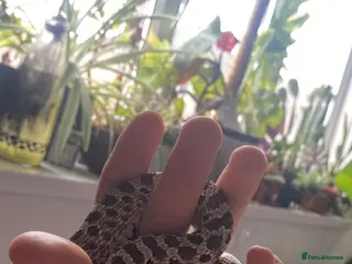 Snake reptiles Male western hognose and viv - Advert 1