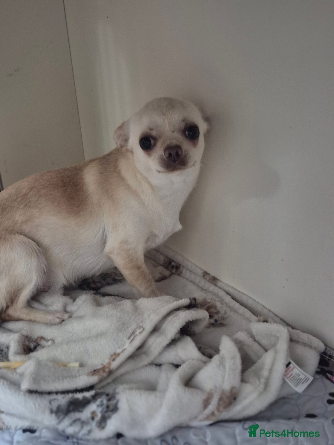 Chihuahua dogs for sale: Pixie female 7mths - Advert 2