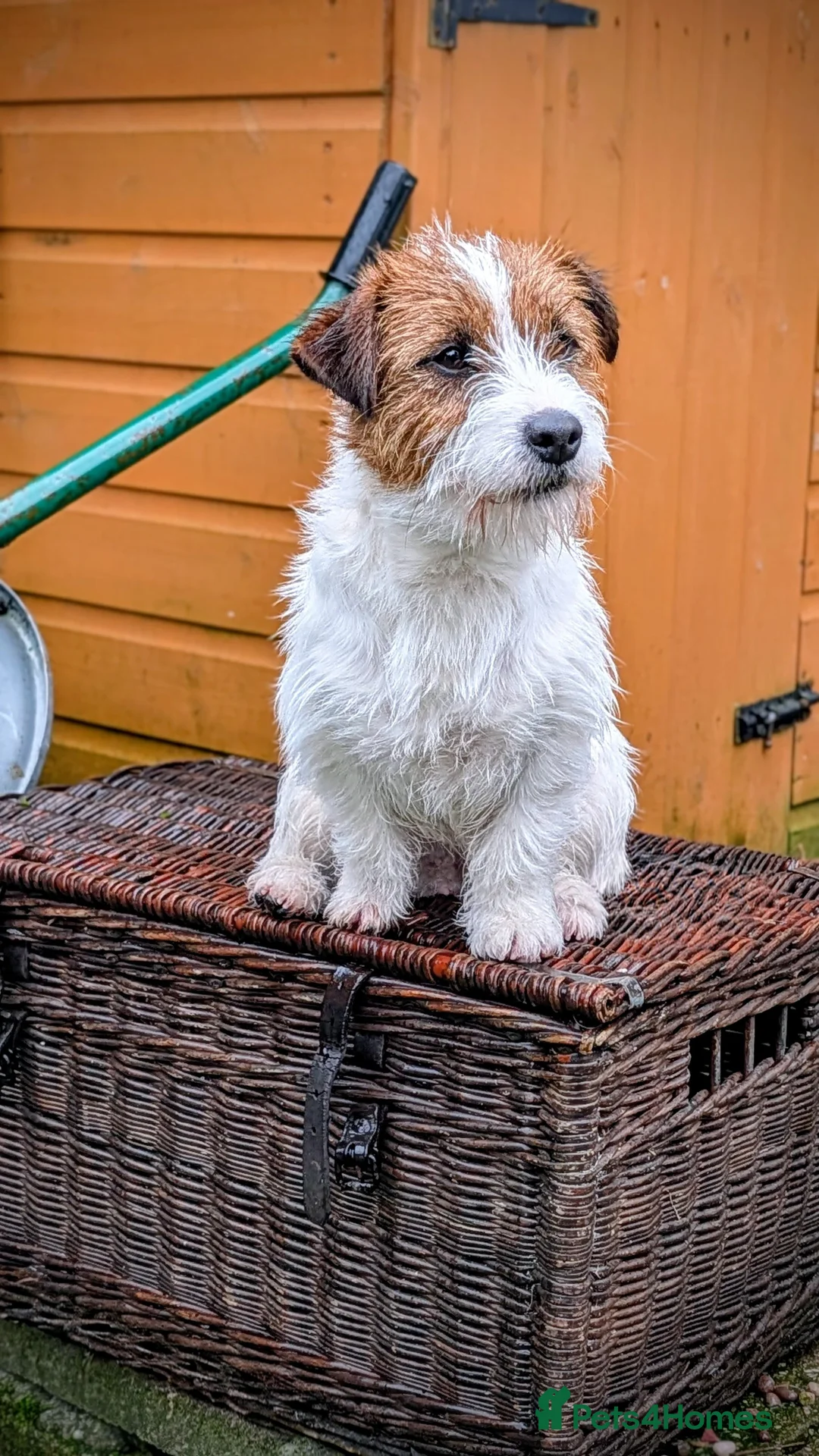 Jack Russell dogs for sale: DNA Health tested Jack Russell female - Advert 2