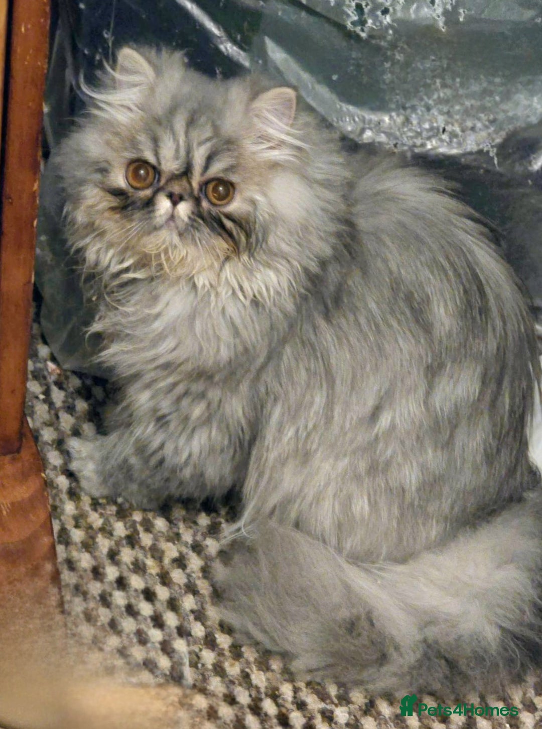 Persian cats for sale: Beautiful SILVER Tabby 10M Persian Female Kitten - Advert 3