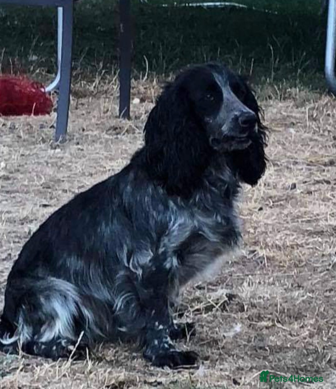 Cocker Spaniel dogs for sale: 1 GIRL 4 BOYS READY NOW 💙🩷 - Image 7