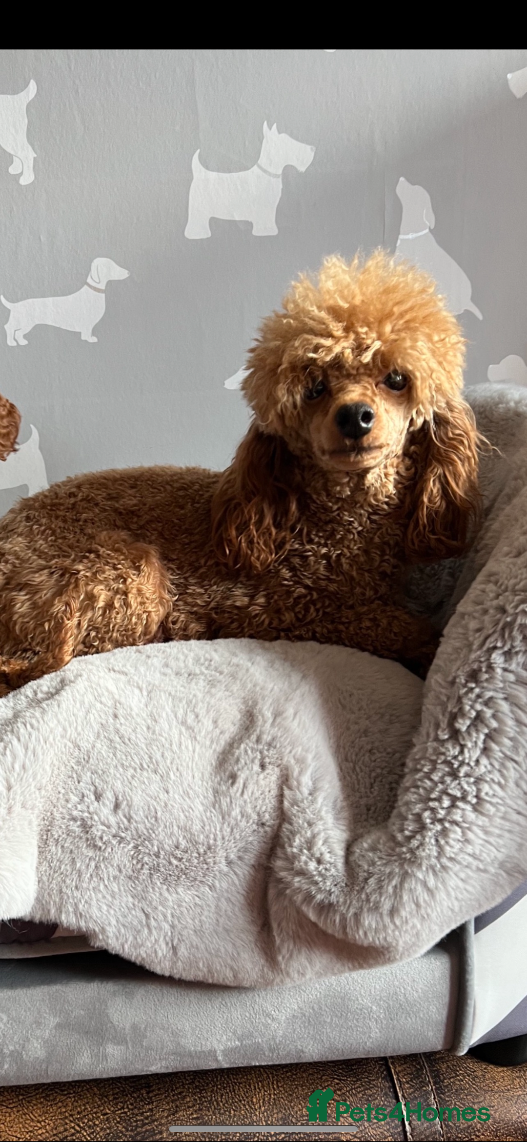 Maltipoo dogs for sale: Tiny Teddy bear maltipoo puppy - Image 7