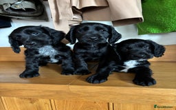 Cocker Spaniel dogs for sale: Quality KC Cocker Spaniels  - Image 7