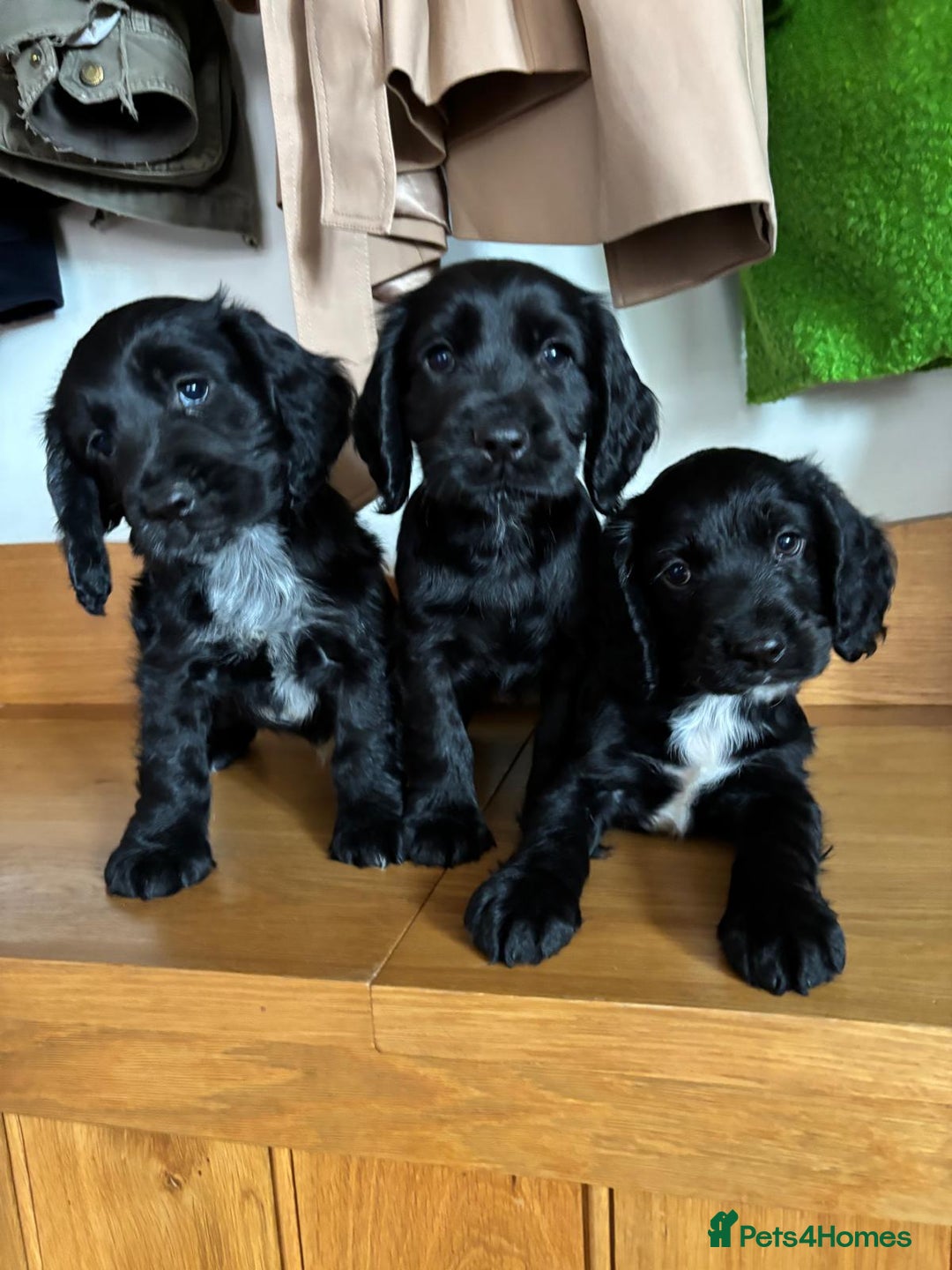 Cocker Spaniel dogs for sale: Quality KC Cocker Spaniels  - Image 7