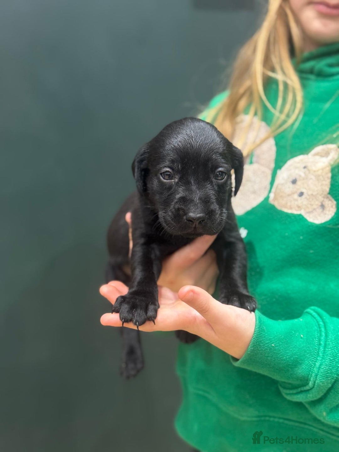 Labrador Retriever dogs for sale: Labrador Puppies  - Advert 14