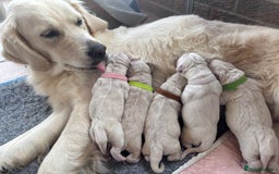 Golden Retriever dogs for sale: Kc reg golden retriever pups - Image 7