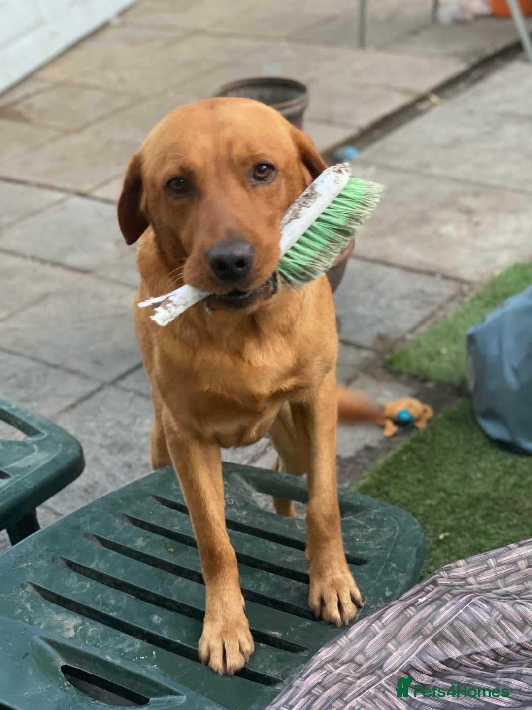 Labrador Retriever dogs for stud: for stud Male fox red Labrador proven makes 13 pup - Image 1