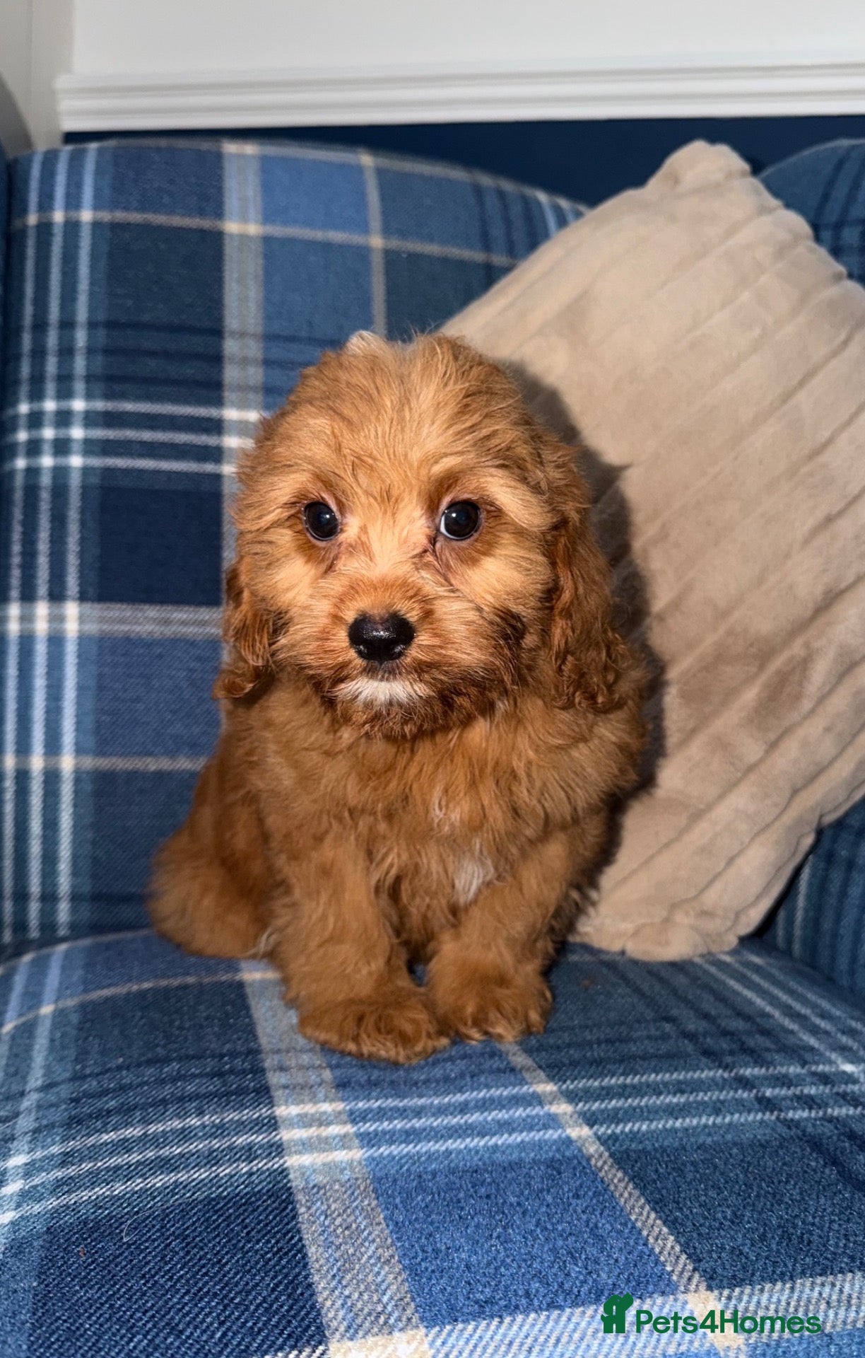 Cavapoo dogs 💙🩵Stunning Red Cavapoos boys 💙🩵 - Advert 1