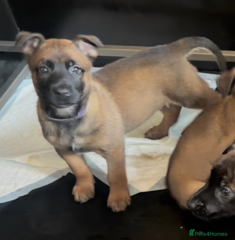 Belgian Shepherd Dog dogs Elite Malinois x Dutch Shepherd Puppies  - Advert 2