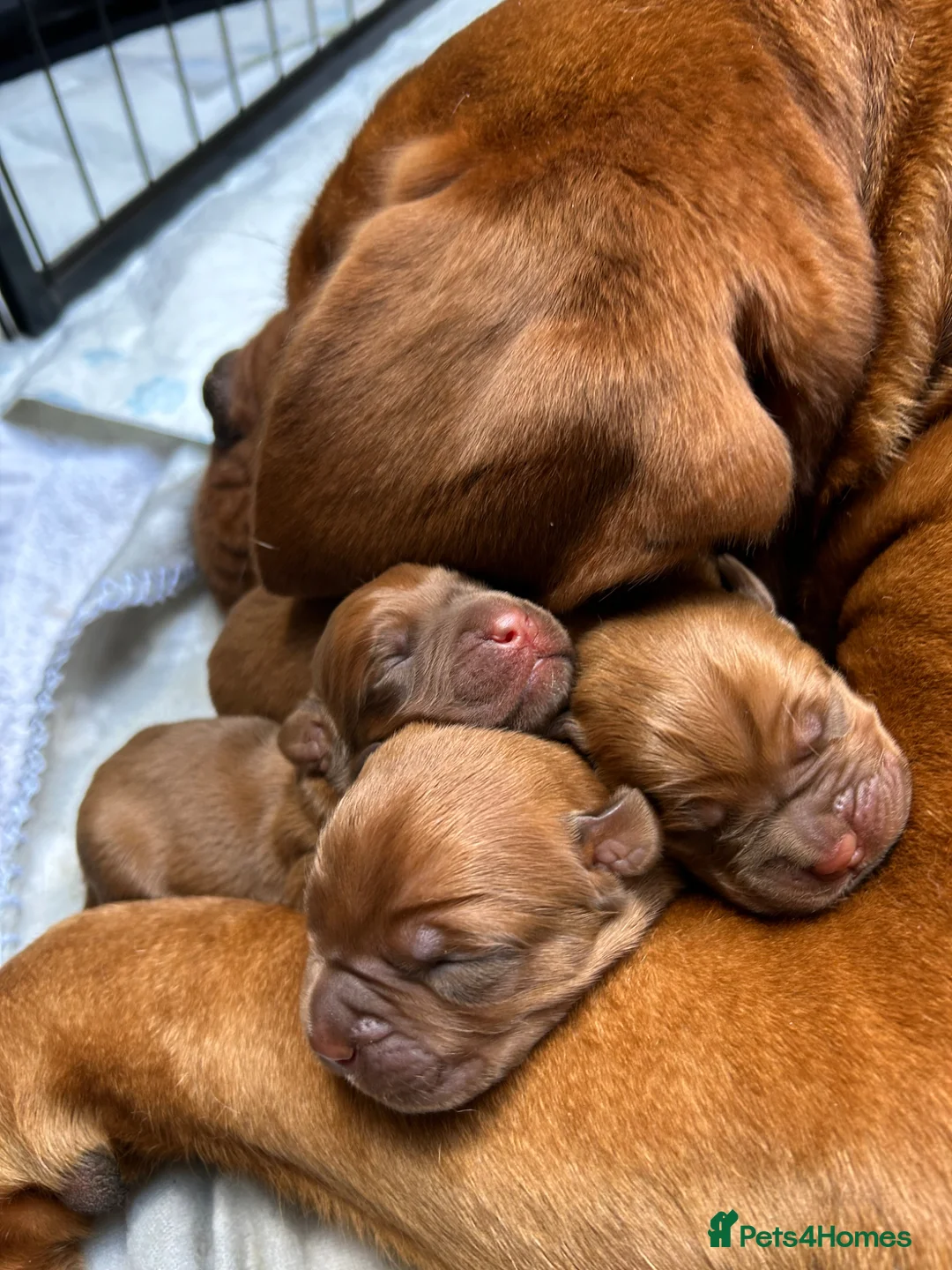 Dogue De Bordeaux dogs for sale: Gorgeous litter of Bordeux pups in Kirkcaldy - Advert 2