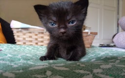 Mixed Breed cats for sale: 6 Gorgeous Kittens Looking for Forever Homes  - Image 19