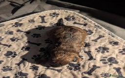 Cavapoo dogs for sale: One gorgeous cavapoo brown boy left ❤️ - Advert 5