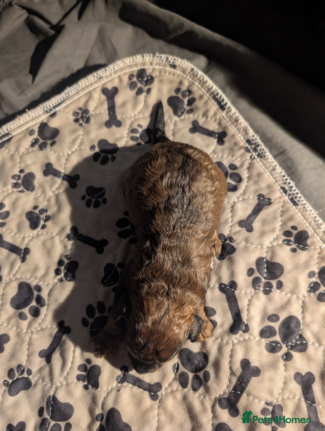 Cavapoo dogs for sale: One gorgeous cavapoo brown boy left ❤️ - Advert 5