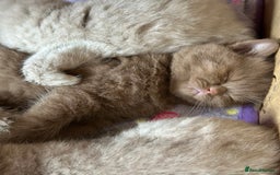 British Shorthair cats for sale: British shorthair kittens  - Image 12