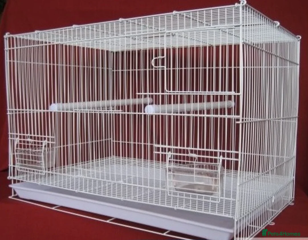 Budgerigars birds for sale: 2x Male budgies, Cage + starter pack available  - Advert 5