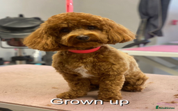 Cavapoo dogs for sale: EXTENSIVELY HEALTH TESTED Red Cavapoos - Image 15