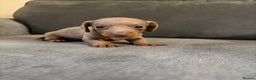 Dachshund dogs for sale: Dachshund puppies for sale - Advert 5