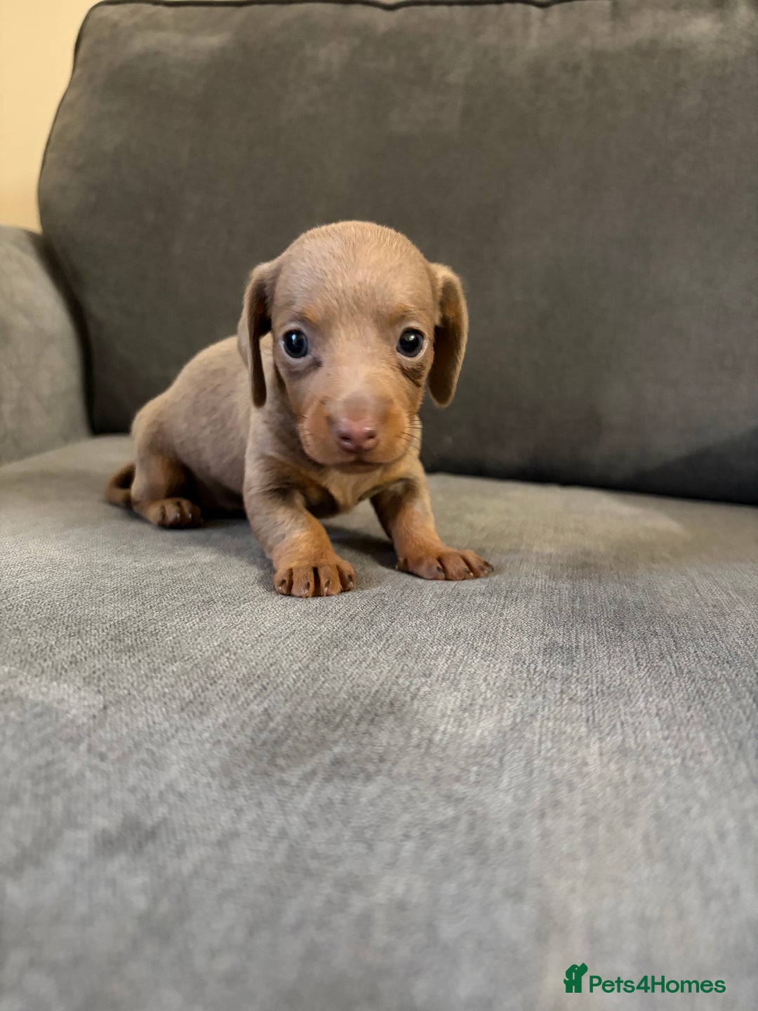 Dachshund dogs for sale: Dachshund puppies for sale - Advert 5