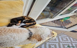 Mixed Breed cats for sale: Gorgeous calico kitten.. please read description  - Image 11
