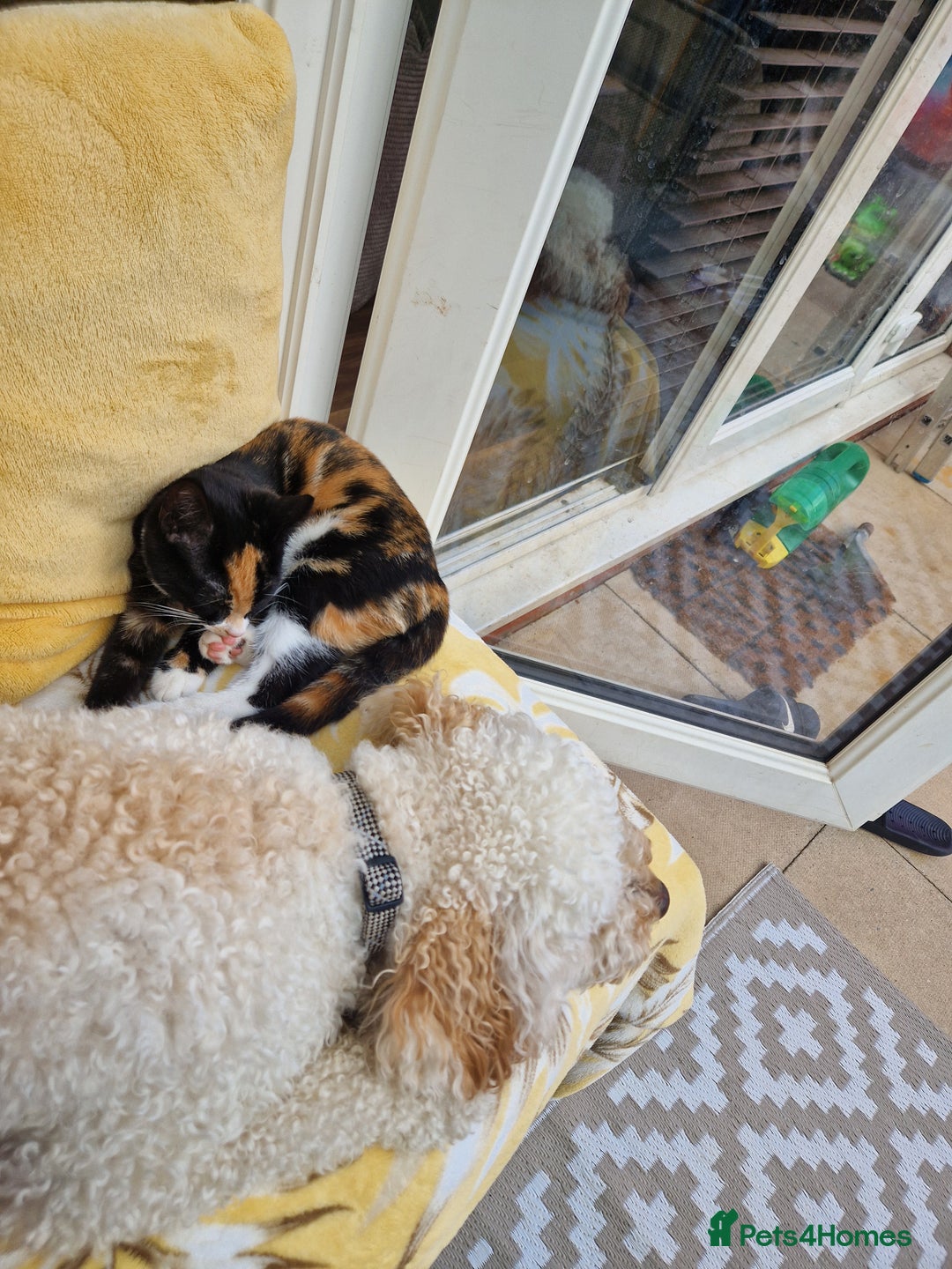 Mixed Breed cats for sale: Gorgeous calico kitten.. please read description  - Image 11