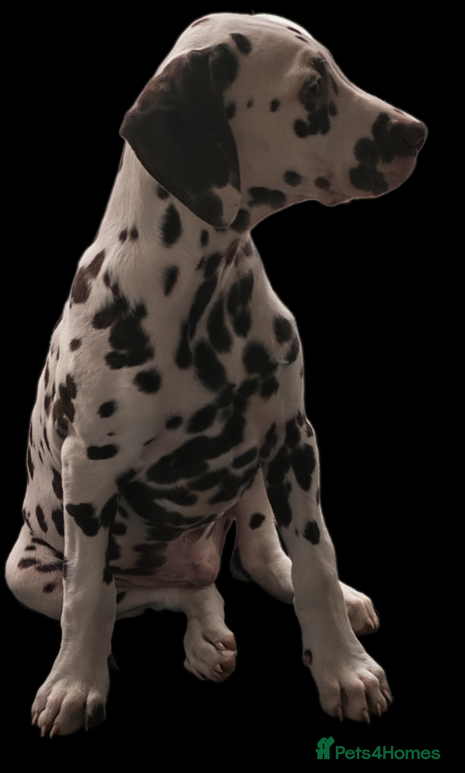 Dalmatian dogs Ready now - fully vaccinated, Champion bred - Advert 10