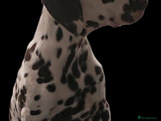 Dalmatian dogs Ready now - fully vaccinated, Champion bred - Advert 10