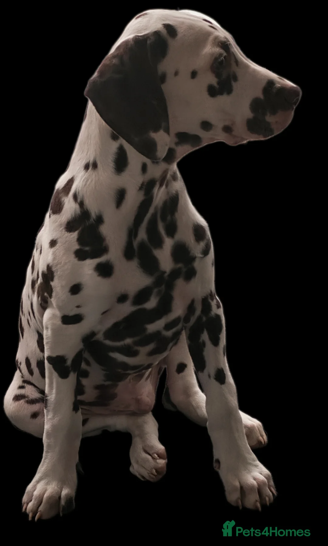 Dalmatian dogs for sale: Ready now - fully vaccinated, Champion bred - Advert 2