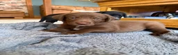 Borador dogs for sale: Stunning Lab x Collie, cream, black & chocolate! - Advert 17