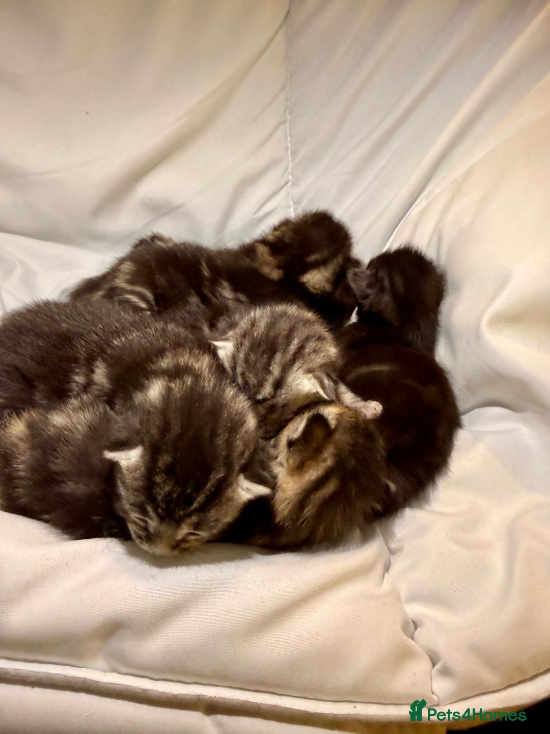 Maine Coon cats for sale: Gorgeous Fluffy Maine Coon Kittens  - Advert 23