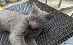 Russian Blue cats for sale: Affectionate Adult Male Cat for Sale - Image 7