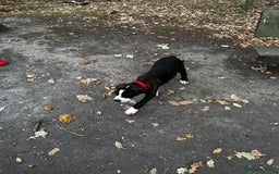 Mixed Breed dogs for sale: Stella - Image 2