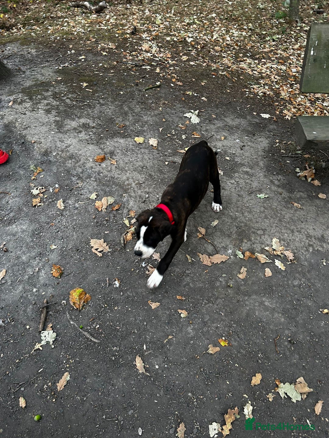 Mixed Breed dogs for sale: Stella - Image 2