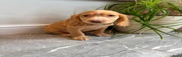 Cocker Spaniel dogs for sale: Cocker spaniels ready now  - Advert 10