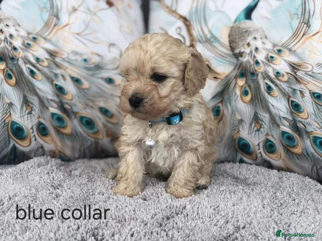 Maltipoo dogs for sale: 2X CHAMPION BLOODLINE MALTIPOO PUPPYS - Advert 6