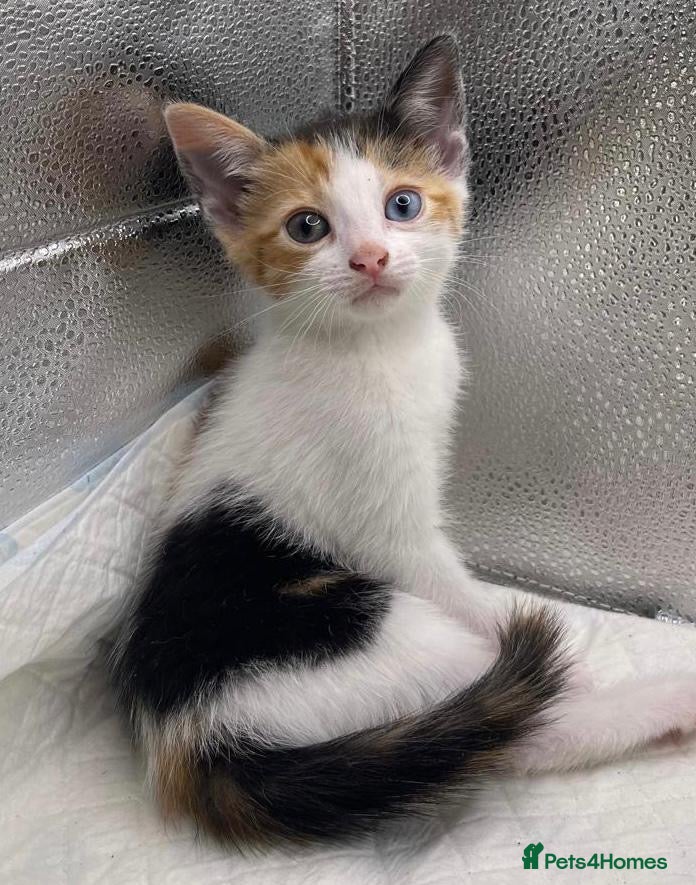 Mixed Breed cats Stunning mixture of kittens - Advert 1