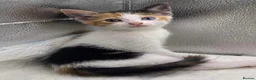 Mixed Breed cats for sale: Stunning mixture of kittens - Advert 4