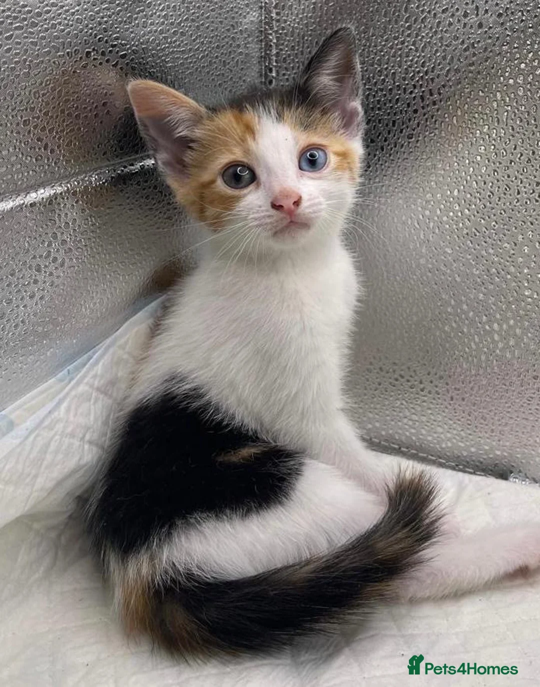 Mixed Breed cats for sale: Stunning mixture of kittens - Advert 1