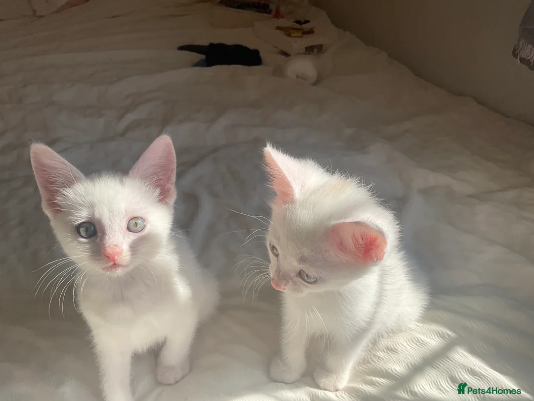 Mixed Breed cats for sale: Gorgeous white kittens in Benfleet - Advert 2