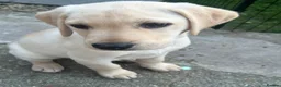 Labrador Retriever dogs for sale: KC Registered Labrador Puppies  - Advert 15