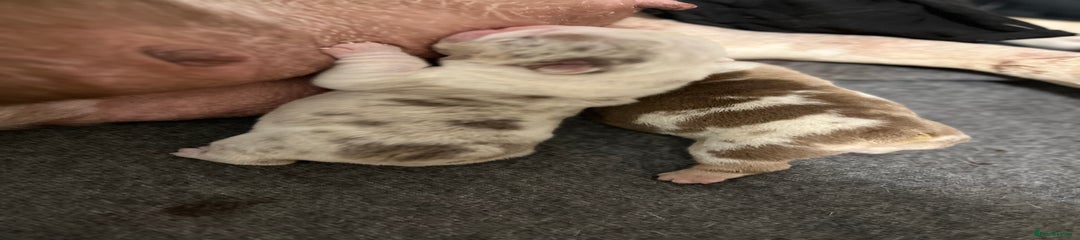 English Bulldog Puppy 5