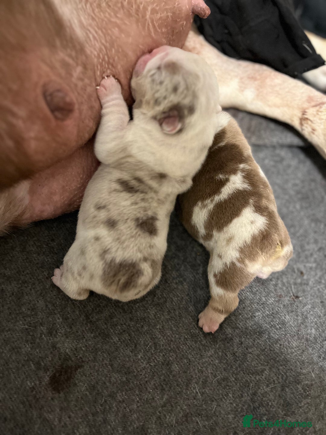 English Bulldog dogs for sale: QC puppies  - Image 19