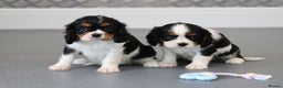 Cavalier King Charles Spaniel dogs for sale: Cavalier King Charles Puppies for sale - Advert 36